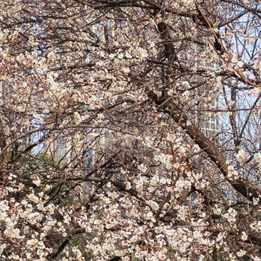 鄞州公园梅花盛开啦！