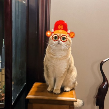 初五来只招财猫