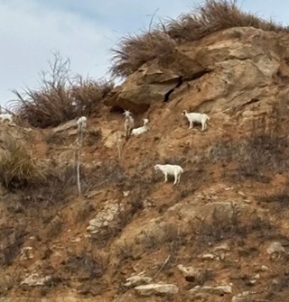 象山饭桶山的羊有两下子，爬山毫不费力