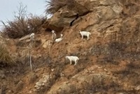 饭桶山的羊有两下子