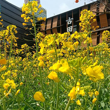 菜花四飘香