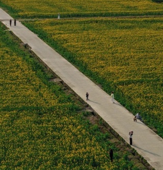 宁波现在油菜花也盛开了，很多人拍照打卡