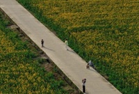 宁波现在油菜花也盛开了