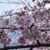 樱花公园的樱花