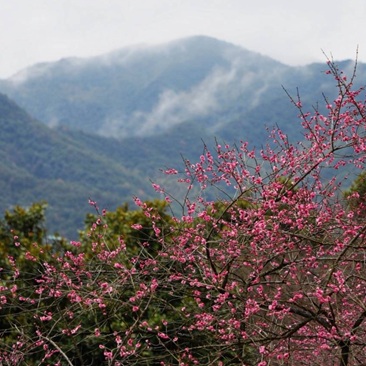 新建村梅花