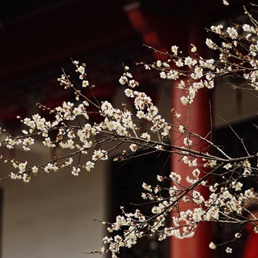 永济寺白梅