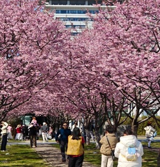 鄞州区政府门前樱花盛开，拍照打卡的人真多