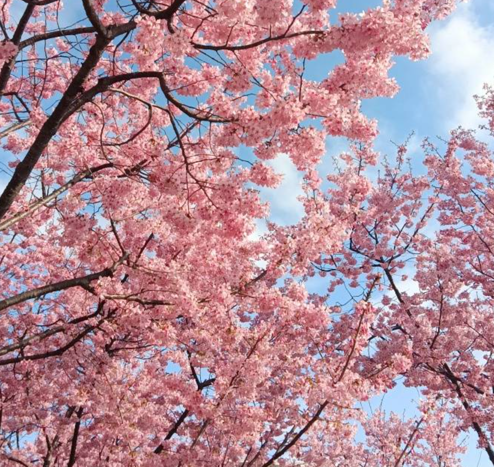 文化广场樱花绝美~