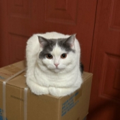 家里小猫方方的