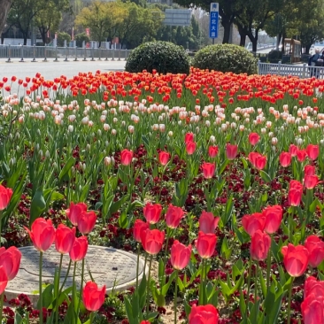 宁波有自己的绿化带