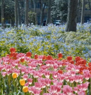 宁波大学简直是现实版的莫奈花园