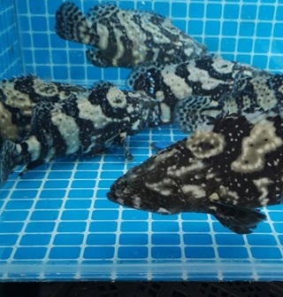 菜场买活鱼的和水族馆差不多！