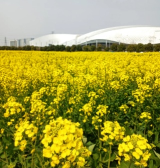 奥体中心旁的油菜花开得很灿烂