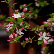 宝庆江寺的海棠