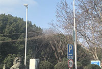 樱花树今年怎么“秃”了？