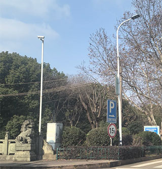 浒山天九街那棵樱花树今年怎么“秃”了？