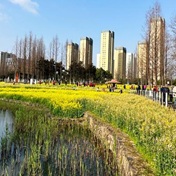 生态走廊欣赏油菜花