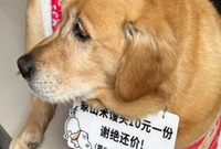 韩岭老街的网红小狗