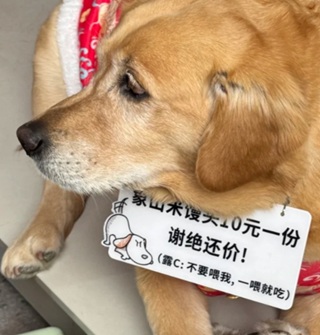 韩岭老街网红小狗新年的一年依旧班味十足