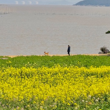 面朝大海春暖花开具像化了