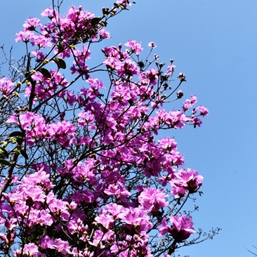 象山贤庠镇青莱山红杜鹃