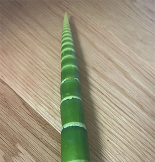 这种全绿了的笋有人吃过吗