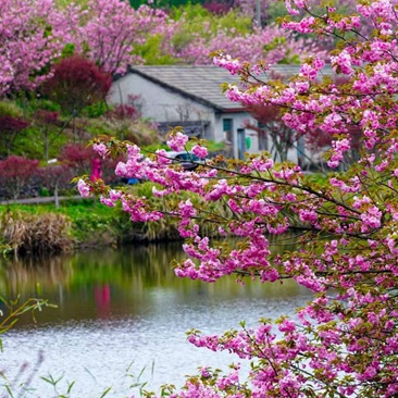 抓住樱花的尾巴