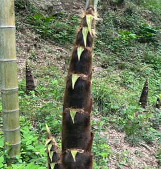 好奇，这种比人还高的竹笋能吃吗？