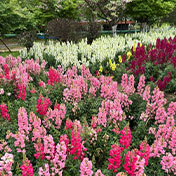 宁波版的莫奈花园美翻了