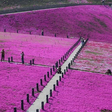 绿野山庄的紫色海洋