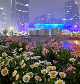 现在连宁波的绿化带都好看