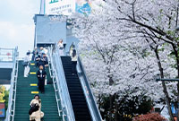 市区就能看樱花！