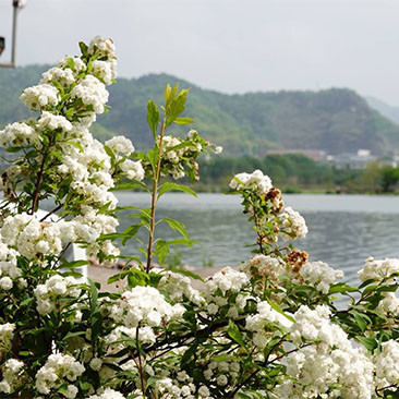 冠英村观喜湖田