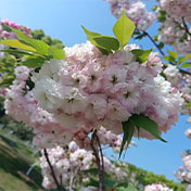植物园赏花正当时