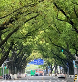 宁波这条路算不算宁波最美的路？