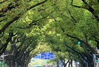 这条路算不算宁波最美的路