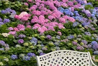 一大片“无尽夏”开花了