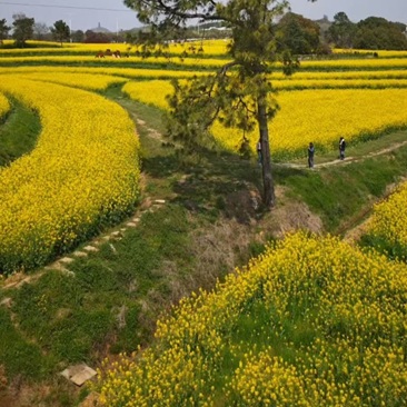 多彩高淳，捞个春天