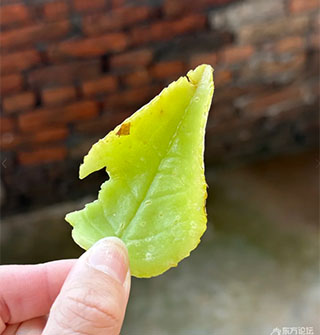 茶树上摘的这东西你见过吗？能吃吗