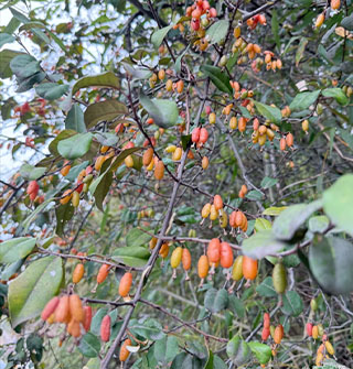 这个山上的小零食宁波话叫什么？