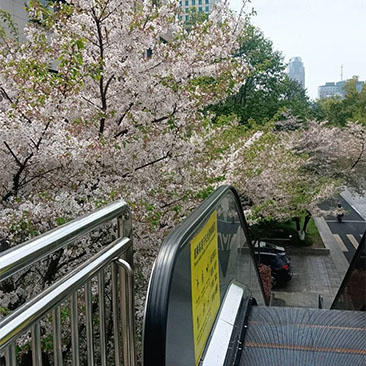 灵桥西，樱花电梯