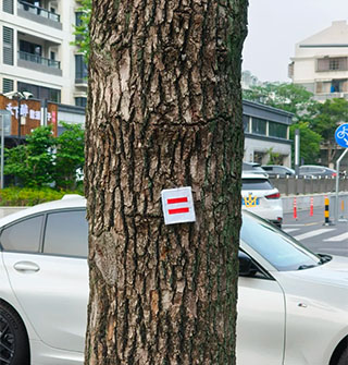 “高树”果然名不虚传