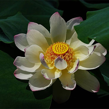 云龙村荷花