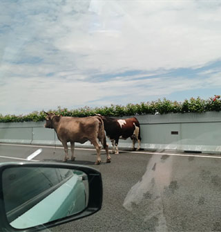 宁波高架上两头牛在跑