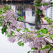 吴江楝花季