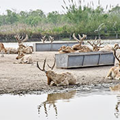 杭州湾湿地公园
