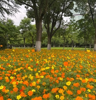 宁波鄞州公园的波斯菊开花了，十分美丽