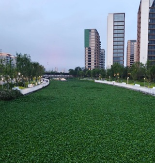 水葫芦快占领明湖水域了！绿油油一大片