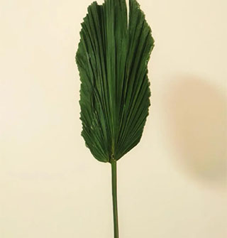 盒马这把蒲扇是来搞笑的吧，居然长这样