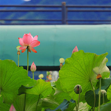 夏荷